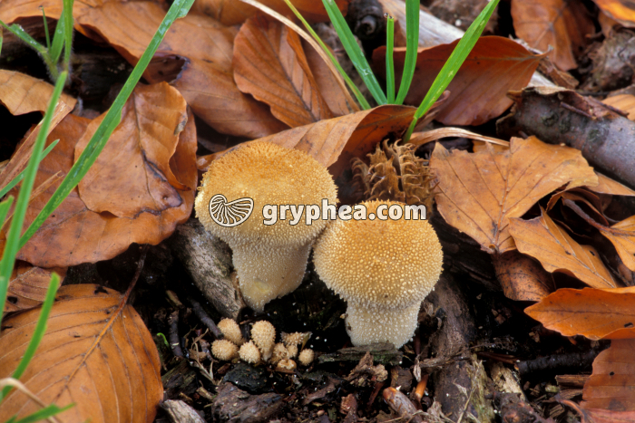 Vesse de loup - Carpophores (Lycoperdon pyriforme) - gryphea.org